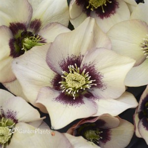 Helleborus 'Sandy Shores' HONEYMOON® Series