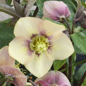 Helleborus 'Sandy Shores' HONEYMOON® Series