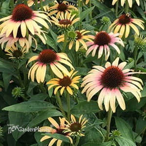 Echinacea Smoothie Strawberry Mango