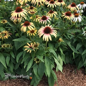Echinacea Smoothie Strawberry Mango