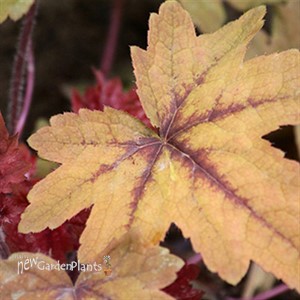 'Sweet Tea' Foamy Bells