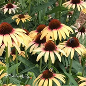 Echinacea Smoothie Strawberry Mango