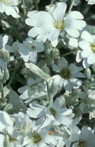 Alba White Jupiter's Beard