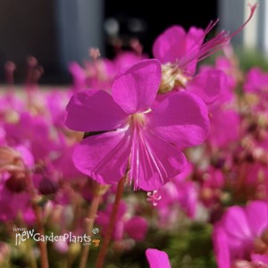 Geranium – Intense Cranesbill