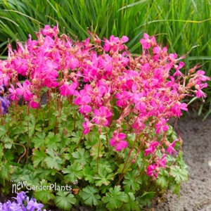 Geranium – Intense Cranesbill