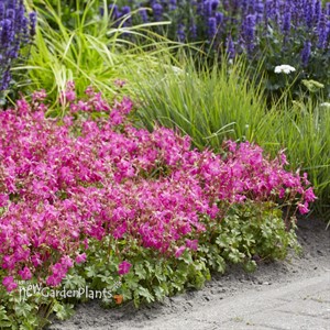 Geranium – Intense Cranesbill