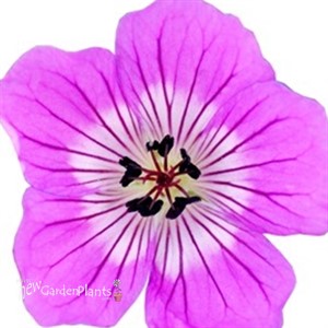 Geranium Kelly Anne
