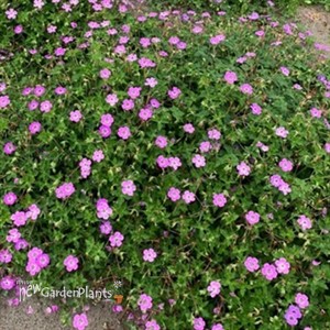 Geranium Kelly Anne