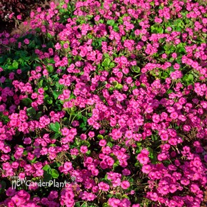 Geranium Patricia Cranesbill, Perennial Geranium