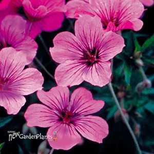 Geranium Patricia Cranesbill, Perennial Geranium