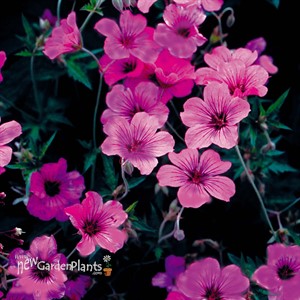 Geranium Patricia Cranesbill, Perennial Geranium