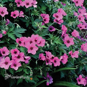 Geranium Patricia Cranesbill, Perennial Geranium