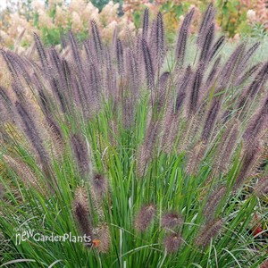 Pennisetum alopecuroides 'Ginger Love' PP26442