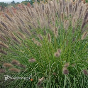 Pennisetum alopecuroides 'Ginger Love' PP26442
