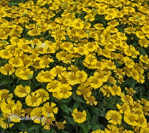 Helenium Mariachi™ 'Sombrero'
