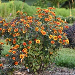 Heliopsis 'Bleeding Hearts' False Sunflower