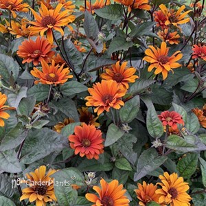 Heliopsis 'Bleeding Hearts' False Sunflower
