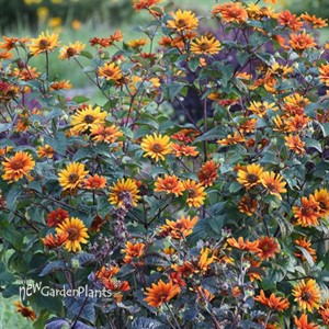 Heliopsis 'Bleeding Hearts' False Sunflower
