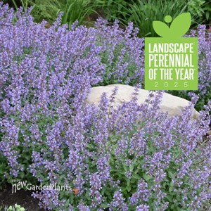 Nepeta  'Cat's Meow' 