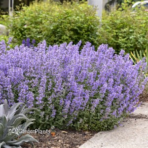 Nepeta  'Cat's Meow' 