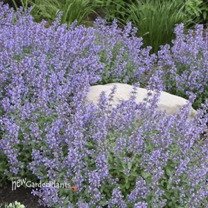 Nepeta  'Cat's Meow' 