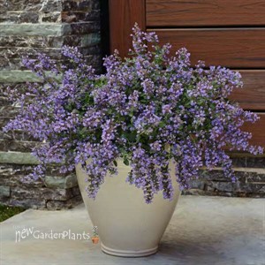 Nepeta  'Cat's Meow' 