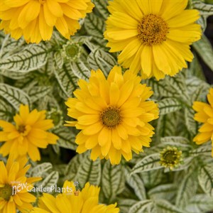 Heliopsis 'Bit of Honey' False Sunflower