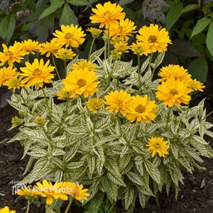 Heliopsis 'Bit of Honey' False Sunflower