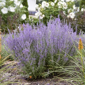 Perovskia 'Sage Advice' Russian Sage
