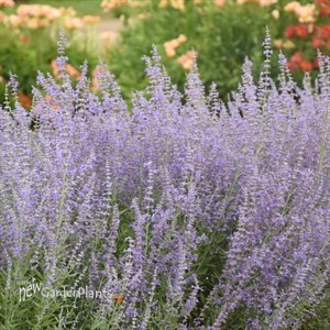 Perovskia 'Sage Advice' Russian Sage