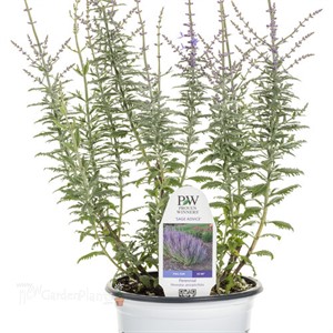 Perovskia 'Sage Advice' Russian Sage