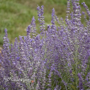 Perovskia 'Sage Advice' Russian Sage