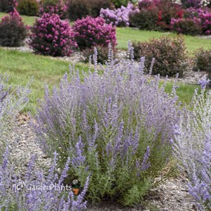 Perovskia 'Sage Advice' Russian Sage