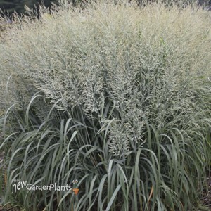 Panicum 'Niagara Falls' PP34509 CPBRAF PRAIRIE WINDS® Collection