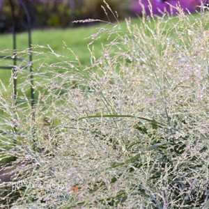 Panicum 'Niagara Falls' PP34509 CPBRAF PRAIRIE WINDS® Collection
