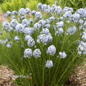 'String Theory' Blue Star Amsonia