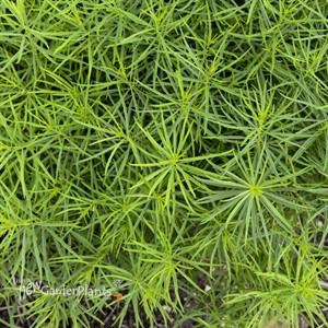 'String Theory' Blue Star Amsonia