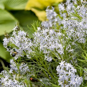 'String Theory' Blue Star Amsonia