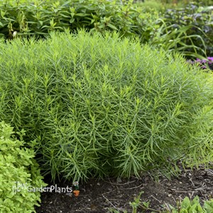 'String Theory' Blue Star Amsonia
