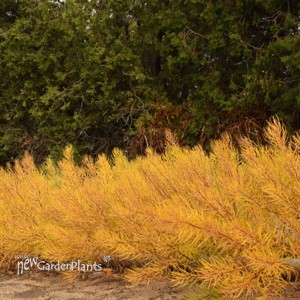 'String Theory' Blue Star Amsonia
