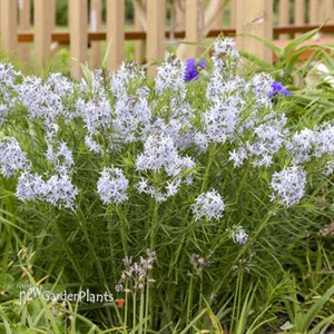 'String Theory' Blue Star Amsonia