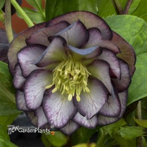 Helleborus 'Black Tie Affair' WEDDING PARTY® Series