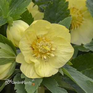 Helleborus 'California Dreaming' HONEYMOON® Series