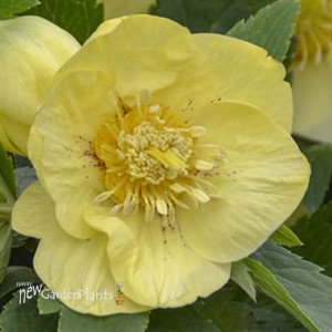 Helleborus 'California Dreaming' HONEYMOON® Series