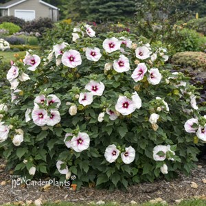 Hibiscus 'Angel Eyes' Rose Mallow