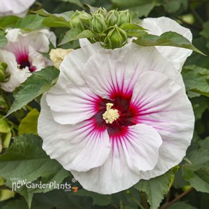 Hibiscus 'Angel Eyes' Rose Mallow