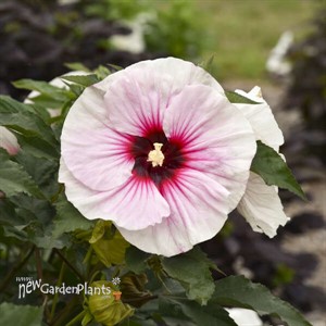 Hibiscus 'Angel Eyes' Rose Mallow