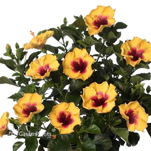 Tropical Hibiscus Hollywood® Rico Suave™