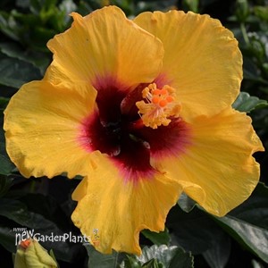 Tropical Hibiscus Hollywood® Rico Suave™