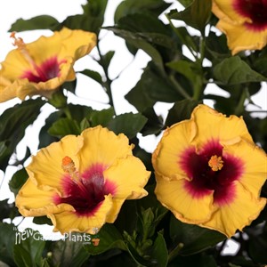 Tropical Hibiscus Hollywood® Rico Suave™